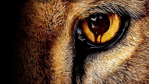 Zoo 3.Sezon 12.Bölüm izle
